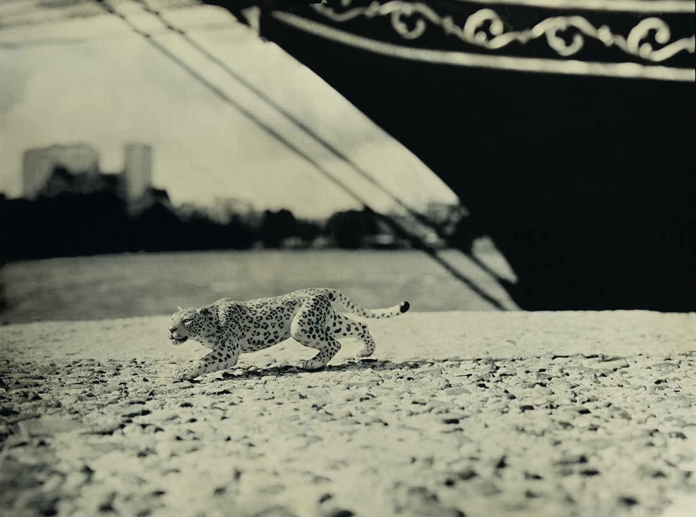 Leopard Rotterdam The Netherlands